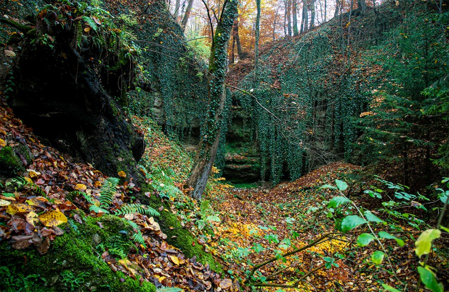 Eine kesselartige aufragende, mystische Nagelfluhwand mit zahlreichen kleinen Höhlen im alten Eschenwald nahe der Biberschwell-Quelle.