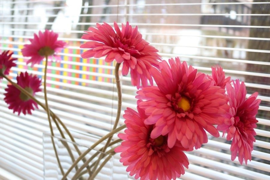 Blumen am Fenster