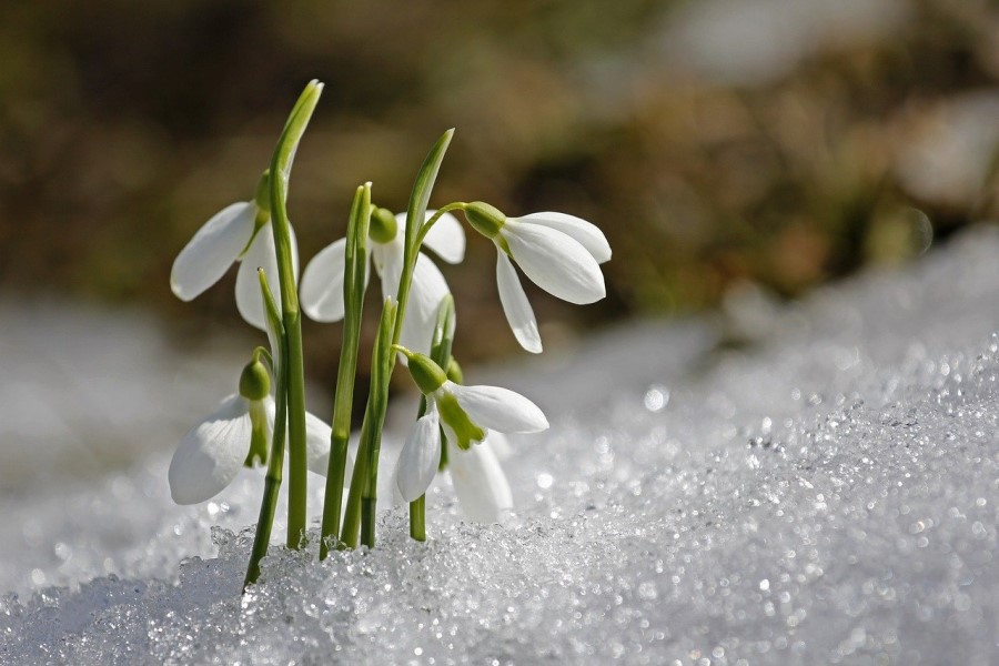 Erste Schneeglöckchen im Schnee