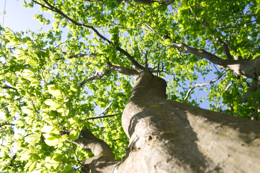 Baum kopfwärts