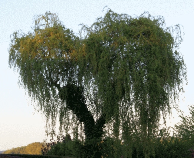 Baum in Herzform Weide