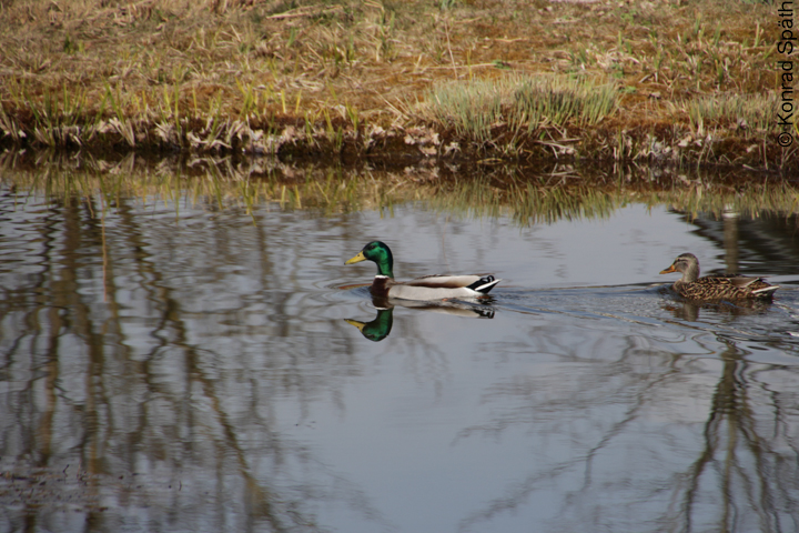 Enten für Osterkalender