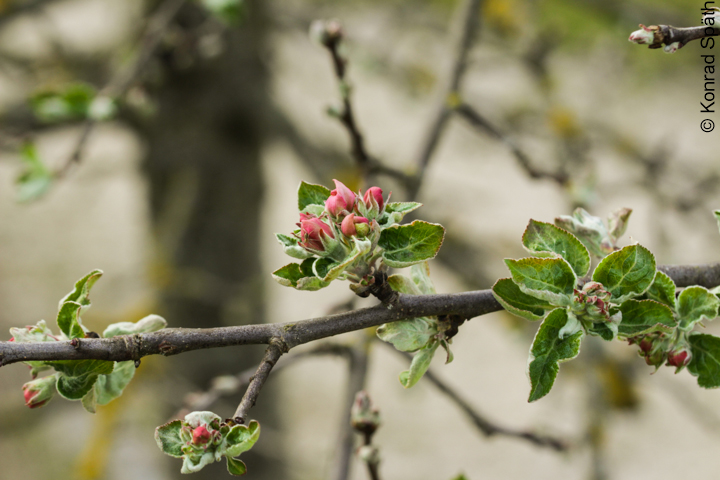 Blüte