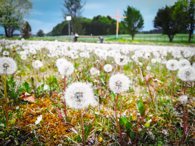 Pusteblumen