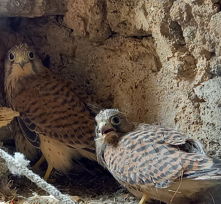 Turmfalken Nachwuchs in Burg