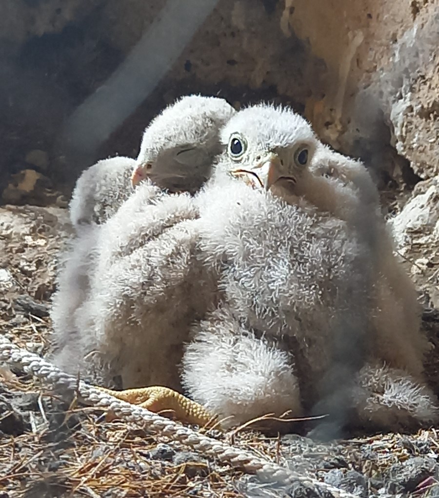 Turmfalken in Burg