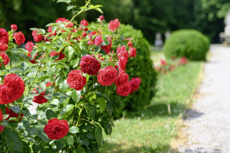 Rosen Garten Fürstenried