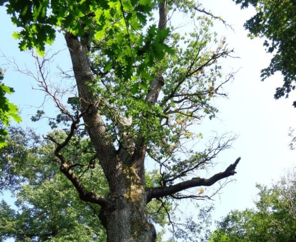 Eiche im Klosterwald Maria Eich