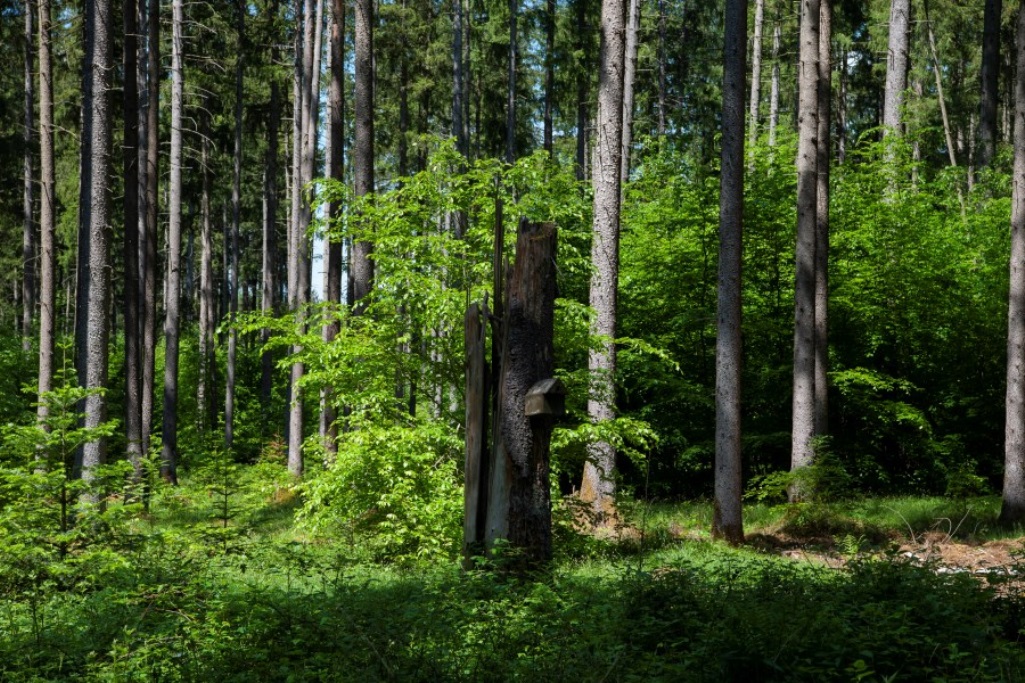 Ebersberger Forst