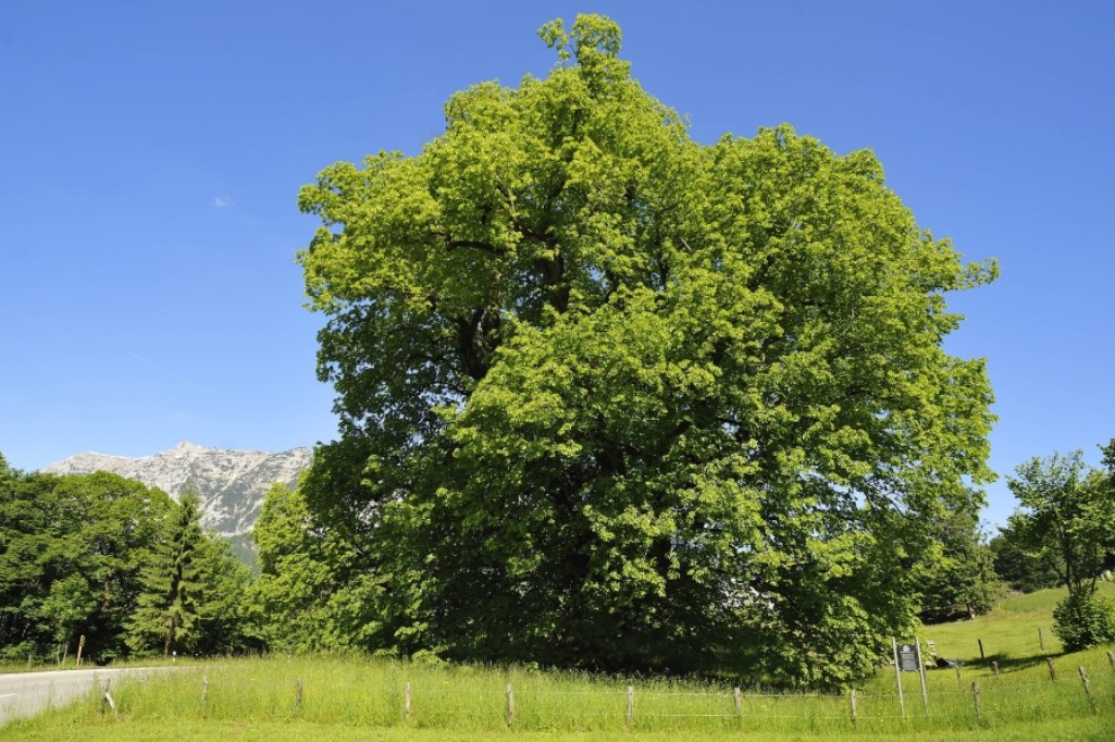 Hindenburglinde in der Ramsau