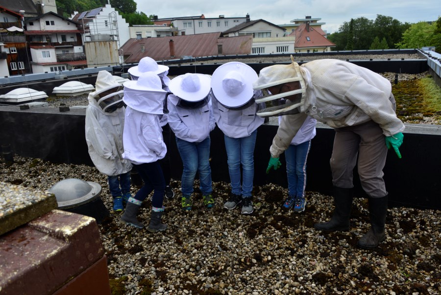 Pfarrer Schomer´s Bienen