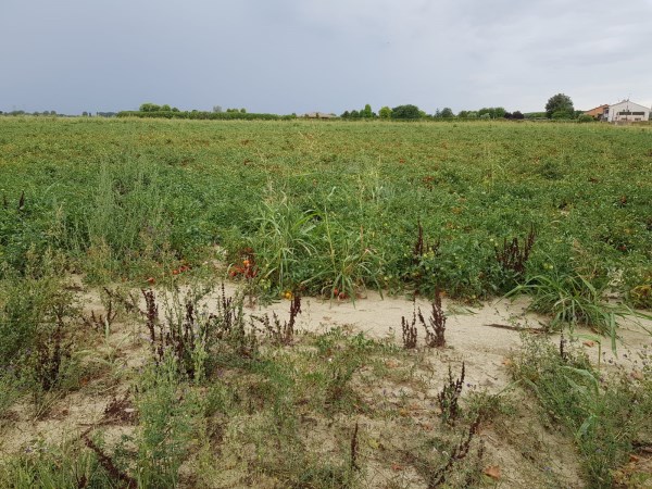 sogar an Tomatenfeldern vorbei