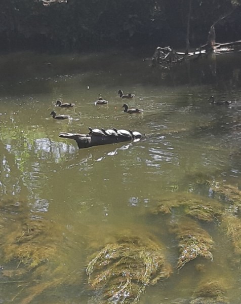 Schildkrötenparade