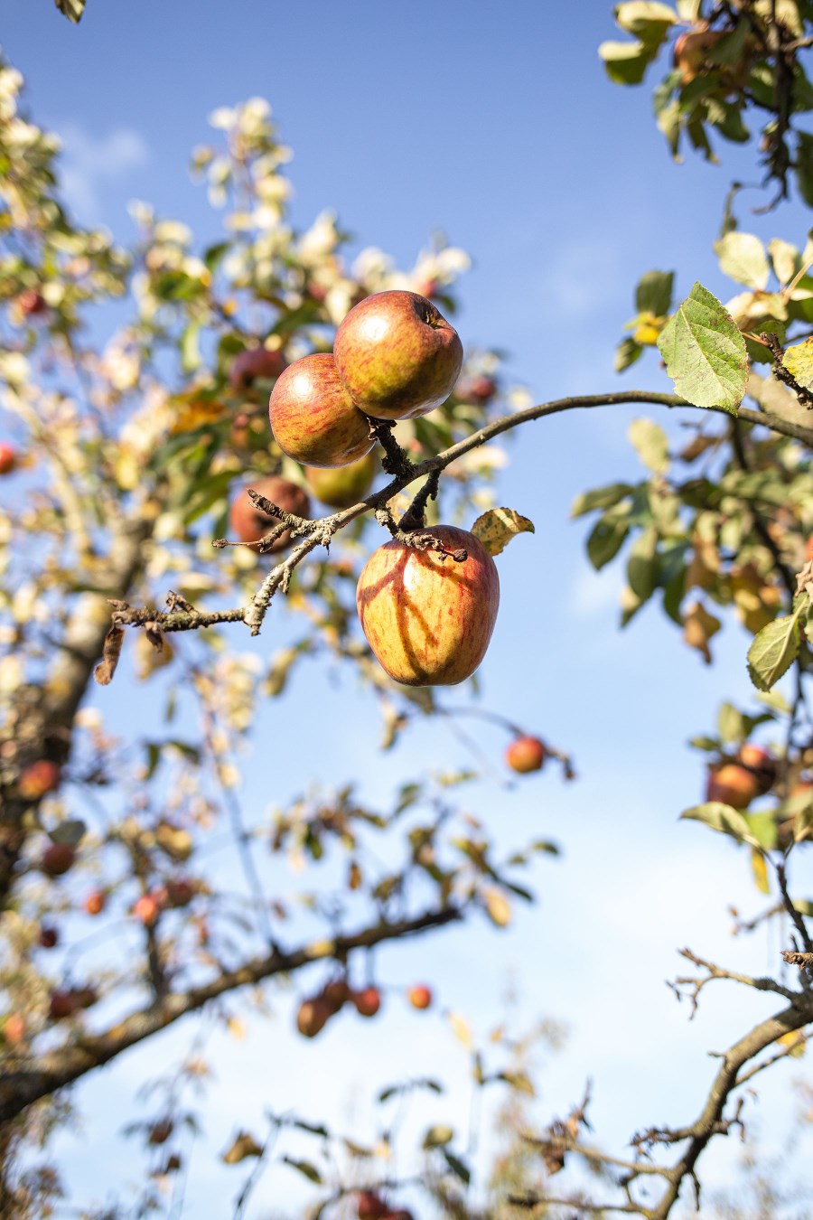 Der Apfelbaum, voller Früchte The apple tree, full of fruit…