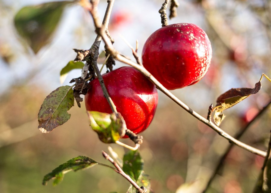 Rote Äpfel im Baum