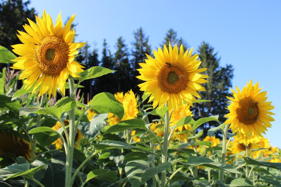 Sonnenblumen 2021
