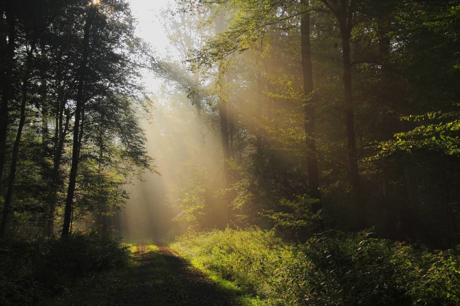 Waldlichtung mit Sonne