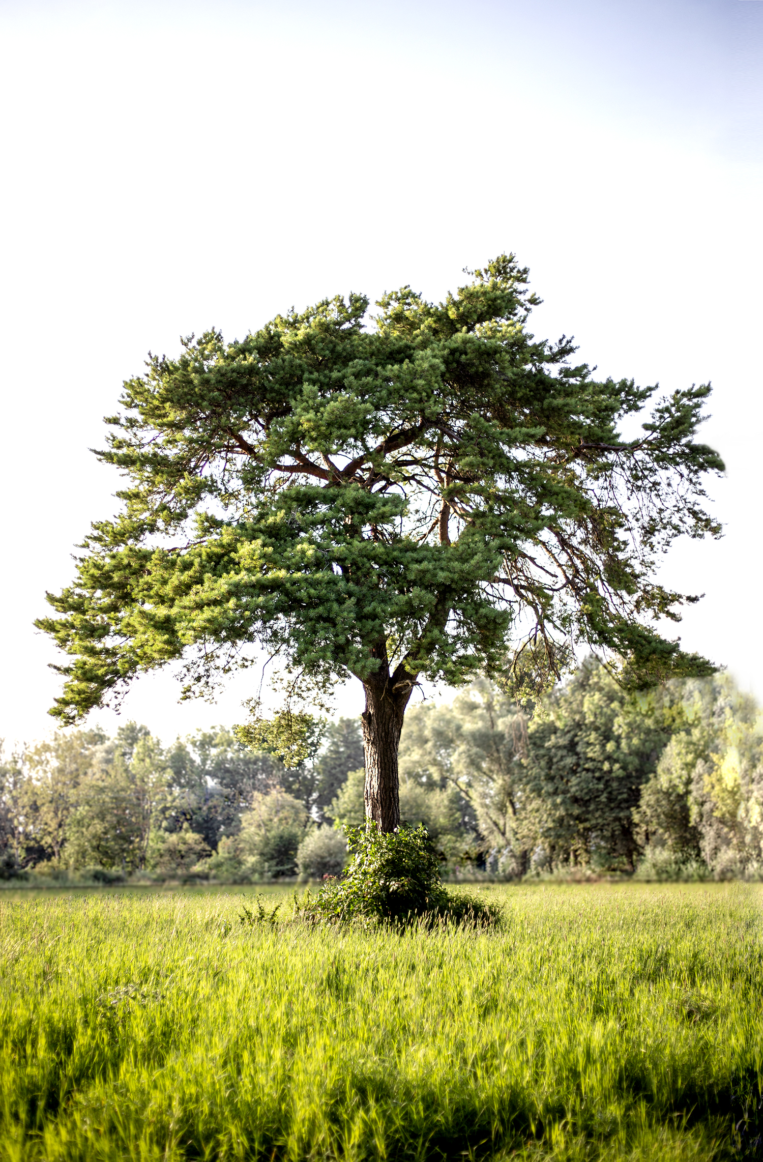 Freistehender Baum