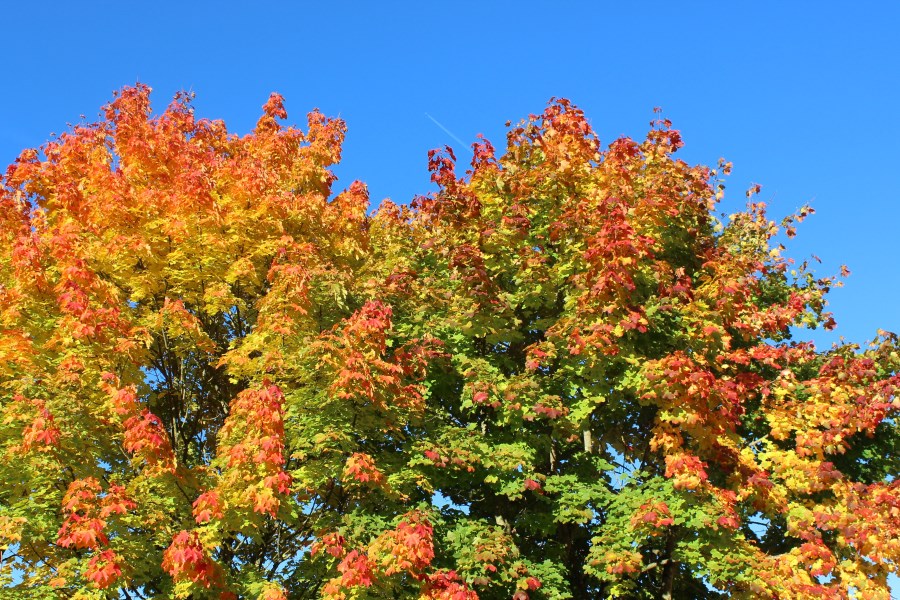 Herbst