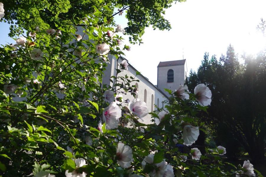 Kirche St. Albert hinter blühendem Strauch