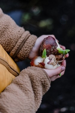 Kind hält Blumenzwiebel in der Hand