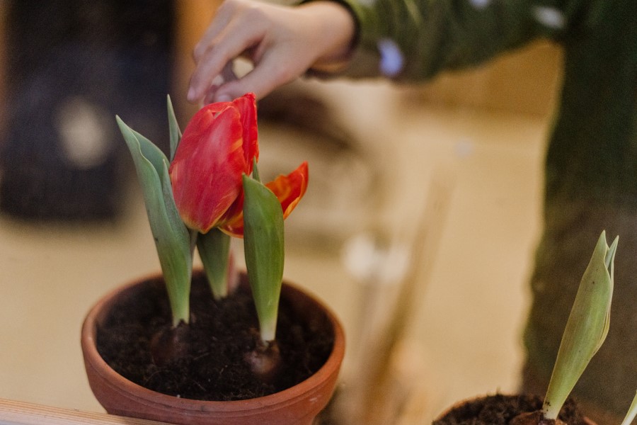 Wachsende Blumenzwiebel