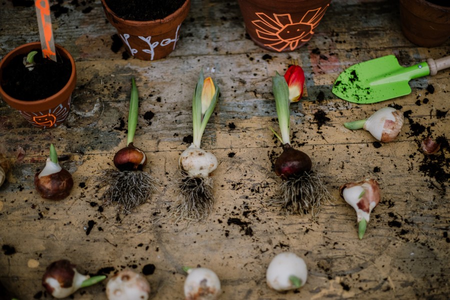 Aufgereihte Blumenzwiebel mit Töpfen