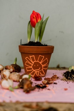Blume im Topf