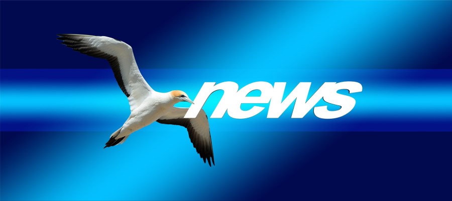 Ein fliegender Vogel mit dem Schriftzug "News" im Schnabel