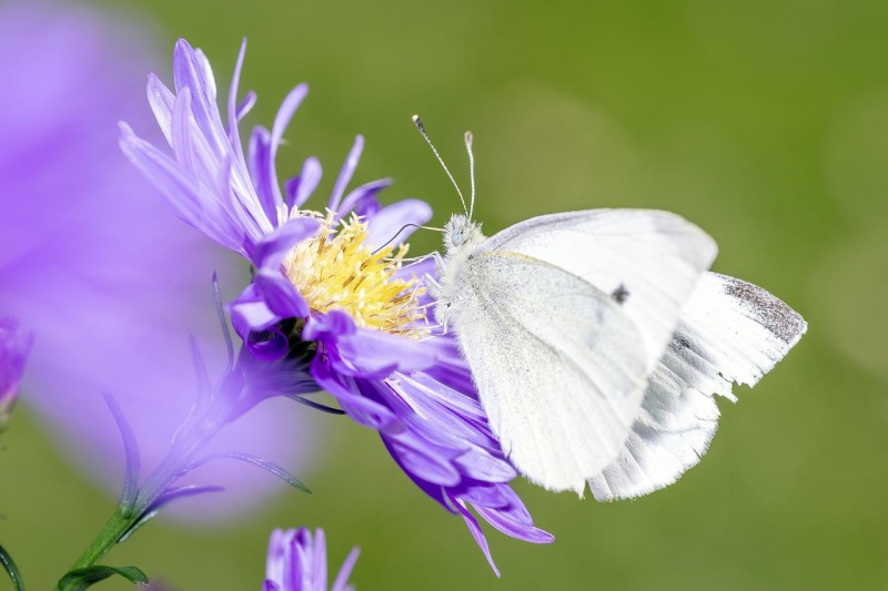 Auf dem Foto ist ein Schnetterling auf einer Blume zu sehen