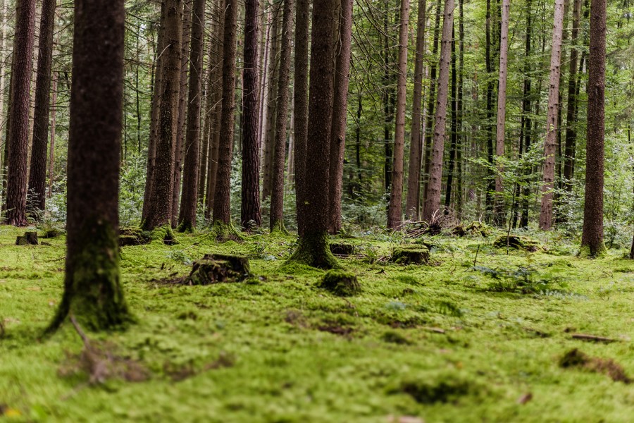 Schatzzeit Wald, Blick in den Wald