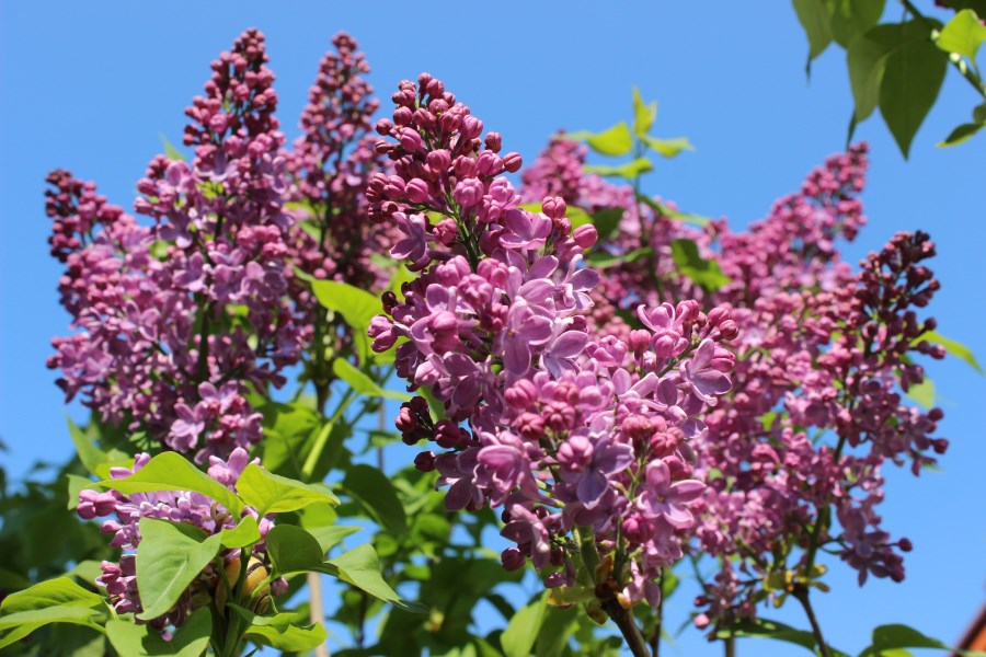 Fliederblüte