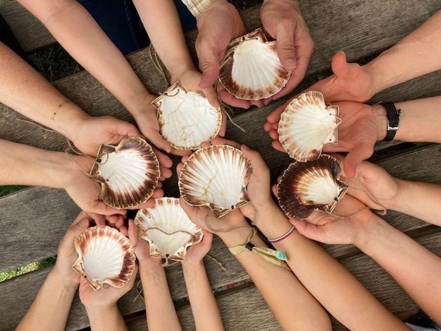 Muscheln in den Händen