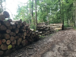 GEfällte Eschen im Aubachtal