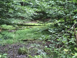 Toteisloch im Wald Delling