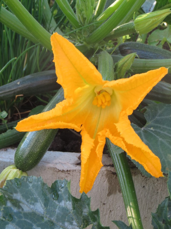 Zucciniblüte