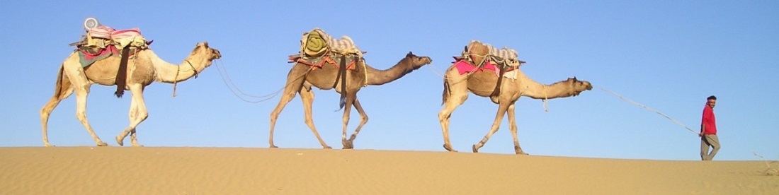 india_desert_camels_caravan_camel_driver