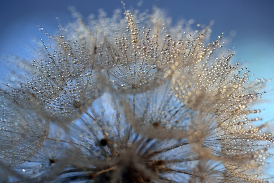 Pusteblume