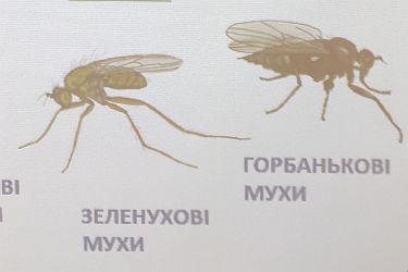 Ukrainisch beschriftete naturkundliche Bilder im Biotopia Lab des Naturkundemuseums Bayern