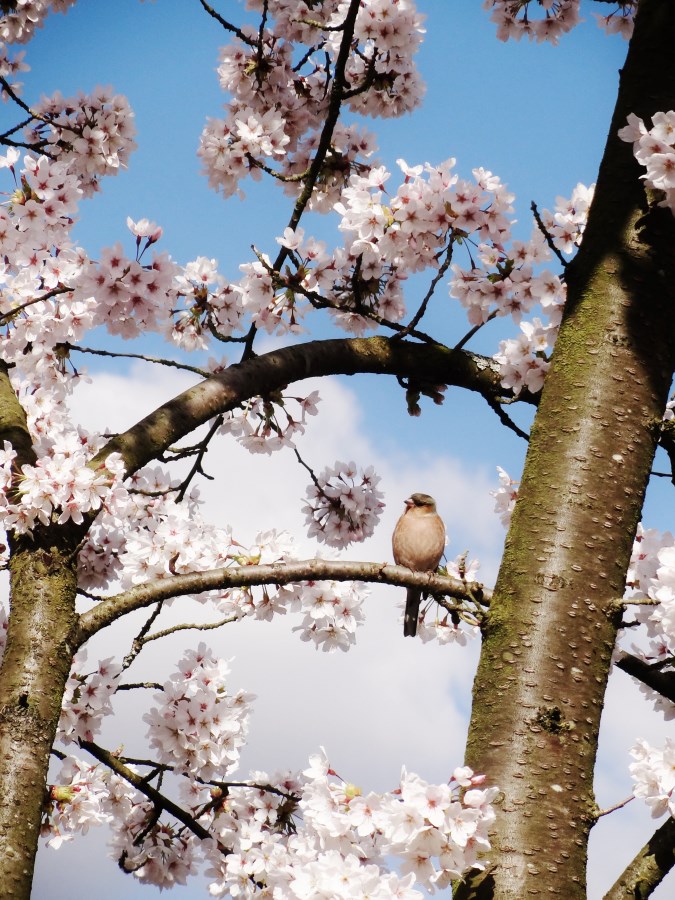 Kirschblüte