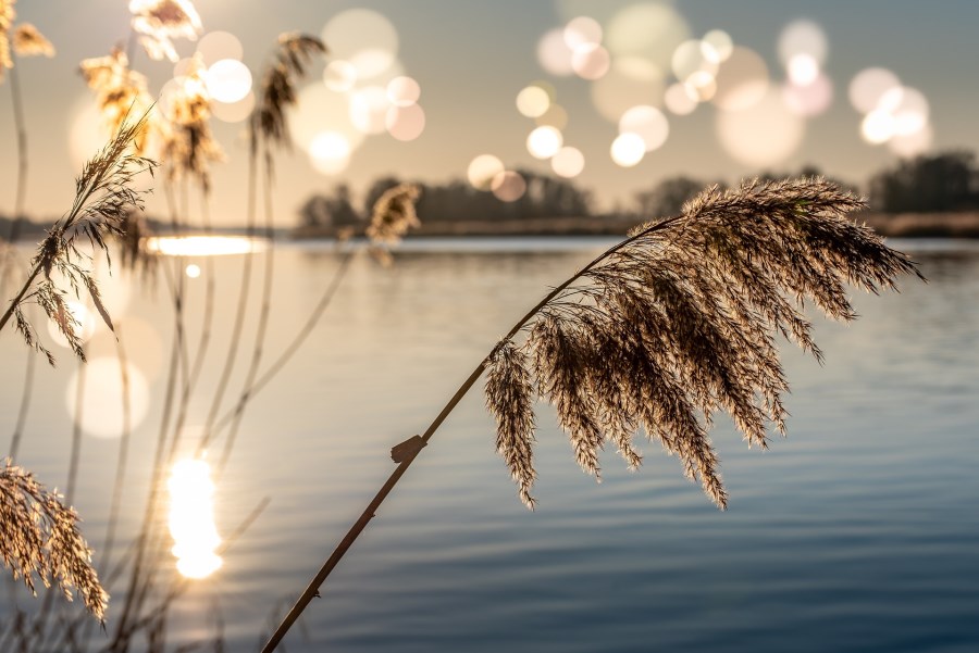 hohes blühendes Gras vor See