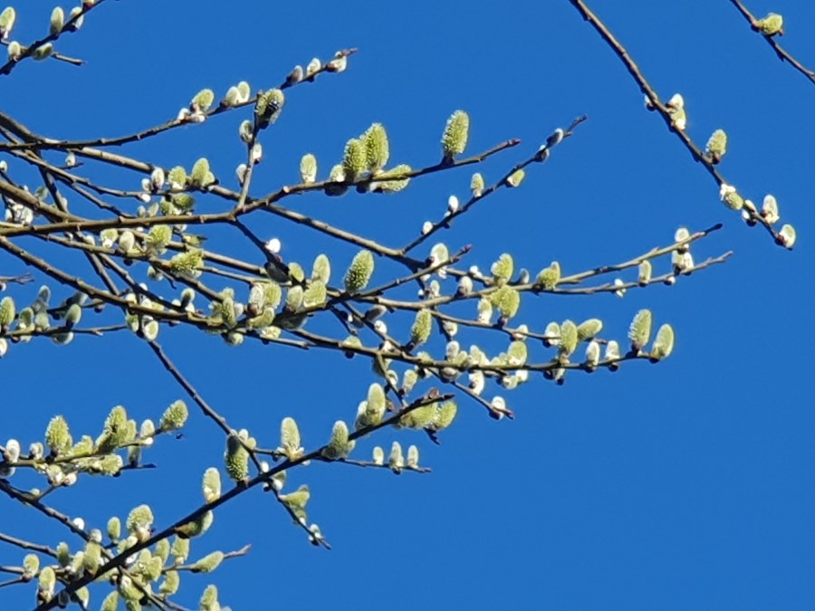 blühende Palmkätzchen vor blauem Himmel