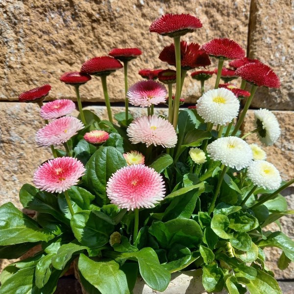 Blumen