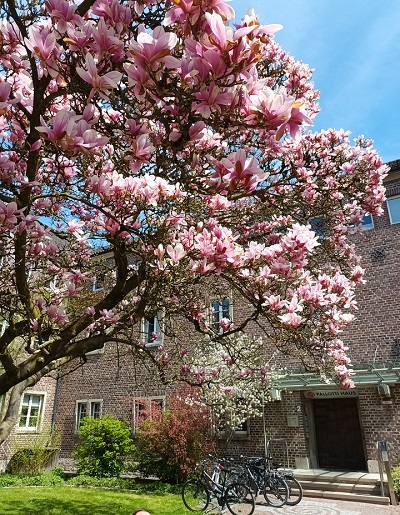 Magnolie vor dem Eingang zum Pallotti-Haus in Freising