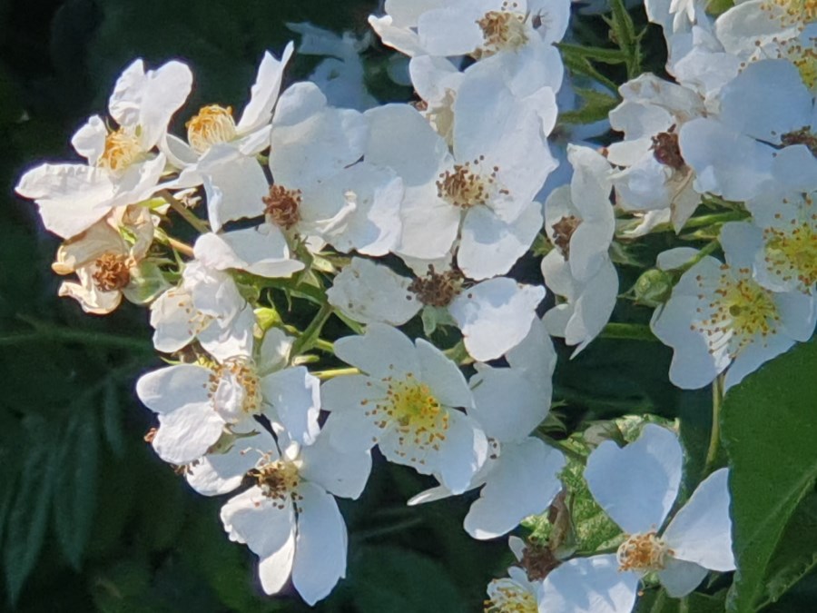 weiße wilde Rosen