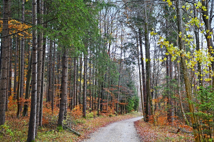 Weg im Wald