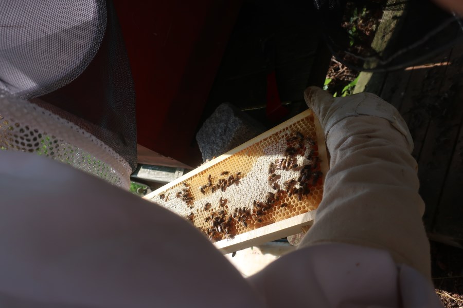 Eine Bienenwabe wird aus dem Bienenkasten gehoben.