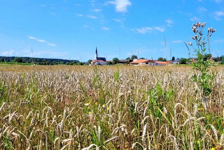 Kornfeld bei Babensham