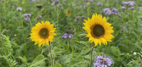 Sonnenblumen