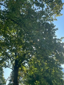 Sonne scheint durch Blätter eines Baumes